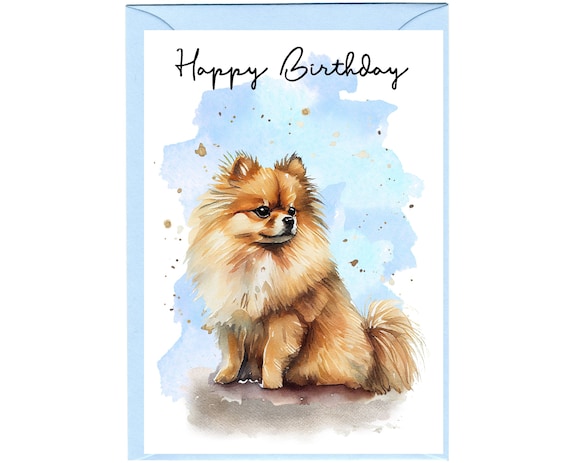 Pomeranian Dog 