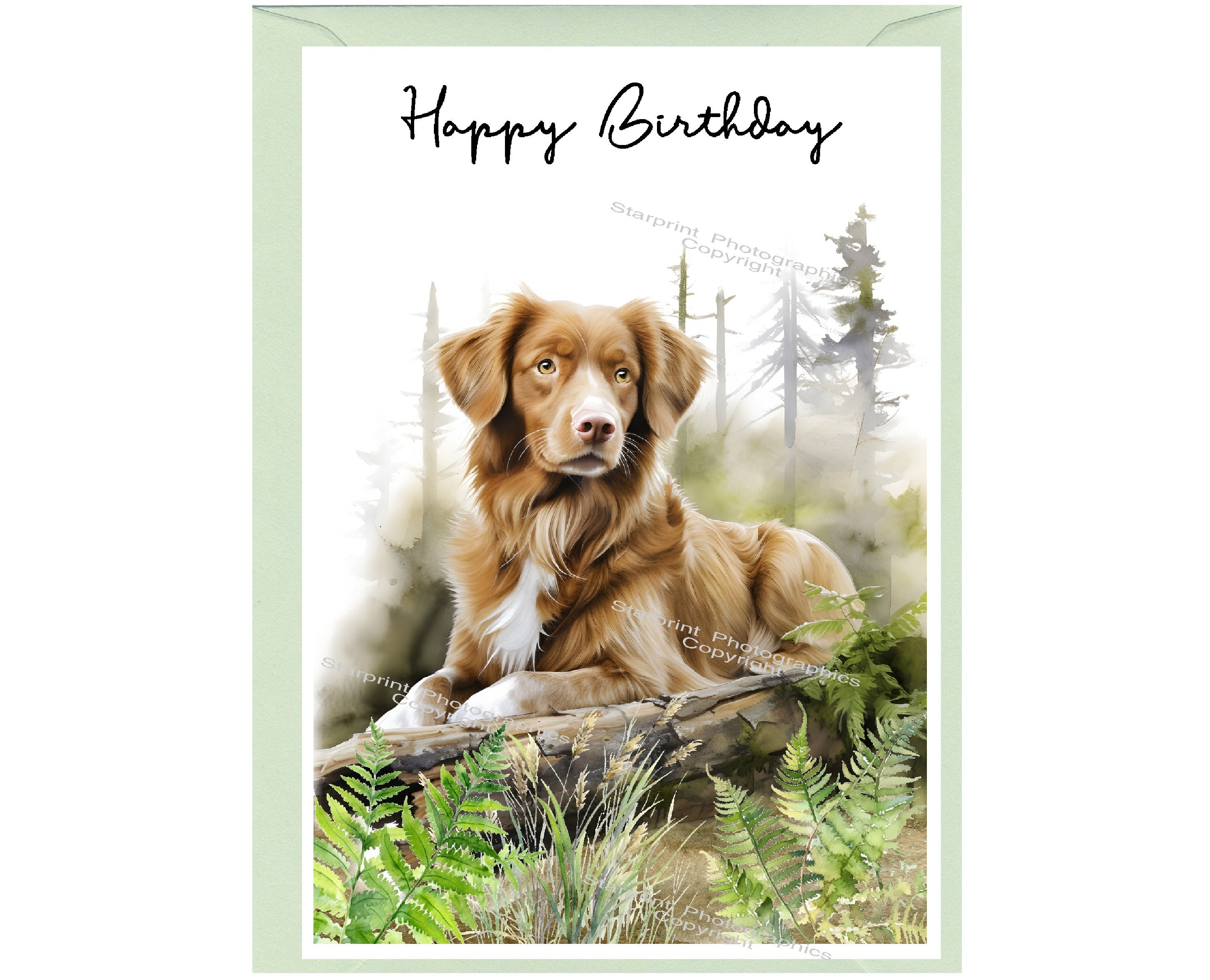 Nova Scotia Duck Tolling Retriever Dog Toller 