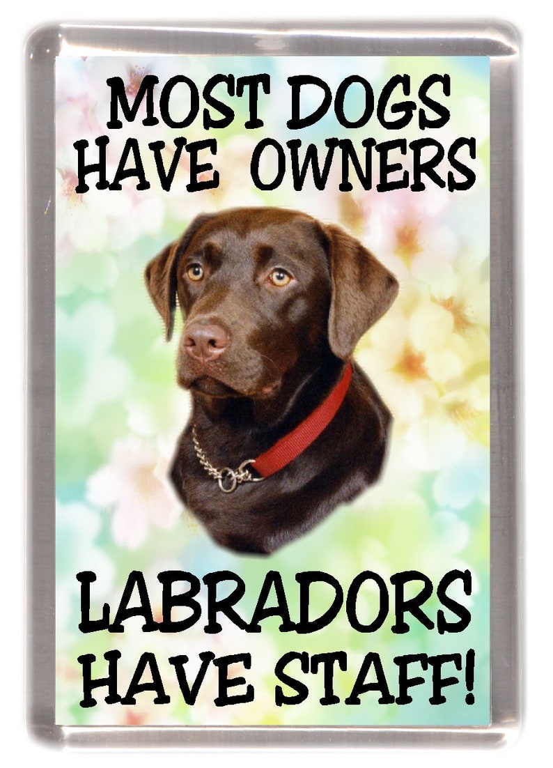 Magnes Na Lodówkę Pies Labrador Retriever Czekolada Większość Psów Mają Właściciele Labradory Mają Personel świetny Prezent Dla Każdego Miłośnika