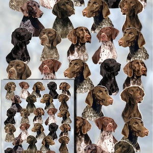 Puede incluir: Un collage de cabezas de perro Braco Alemán de pelo corto en varias poses, con un collage más pequeño de los mismos perros en la esquina inferior izquierda.
