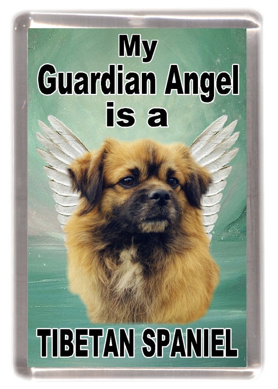 Spaniel Tibetano Tibetan Spitz Tibetan Spaniel Pekingese Tibetan