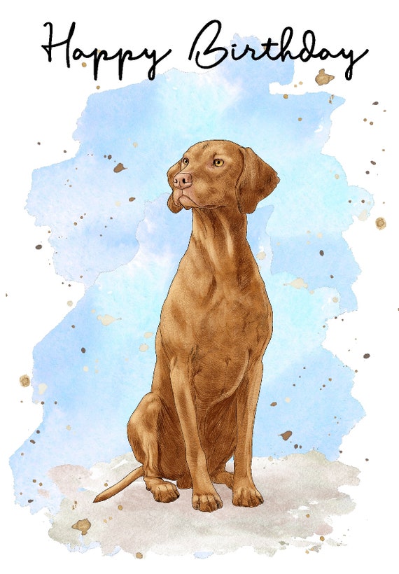 Vizsla birthday 2025