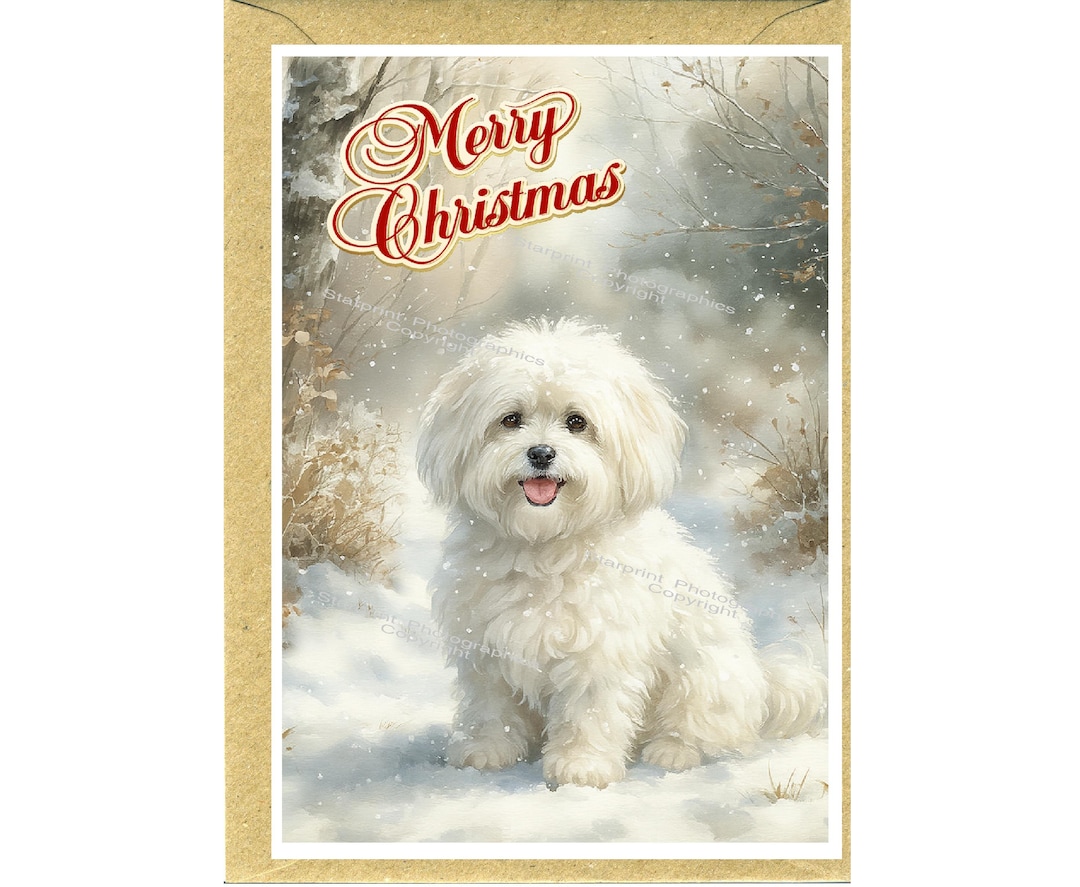 Coton De Tulear Dog Christmas Card (6" X 4") Blank Inside - With ...