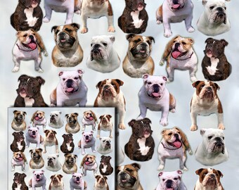 Papier cadeau bouledogue - Une feuille avec carte-cadeau assortie