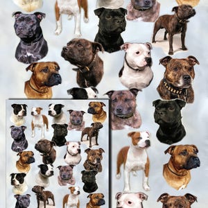 Staffordshire Bull Terrier Hond Cadeaupapier met bijpassende cadeaukaart.