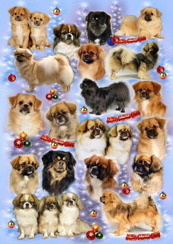 Tibetan spaniel x best sale pomeranian