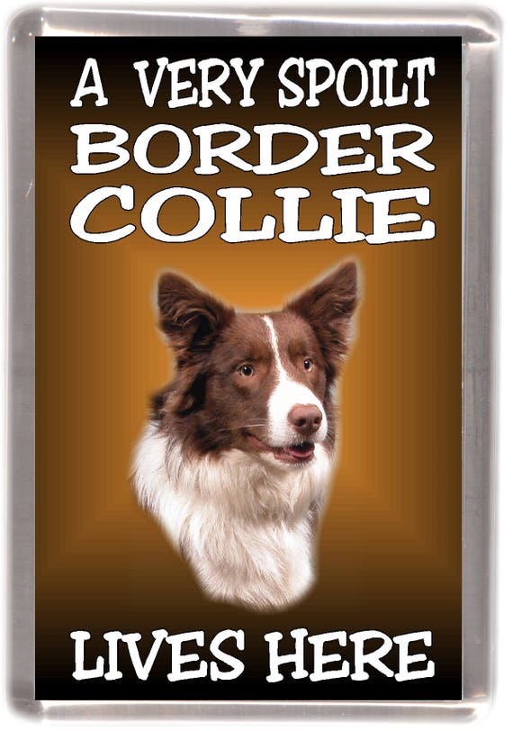 Border Collie Red White Dog Fridge Magnet A Very Etsy