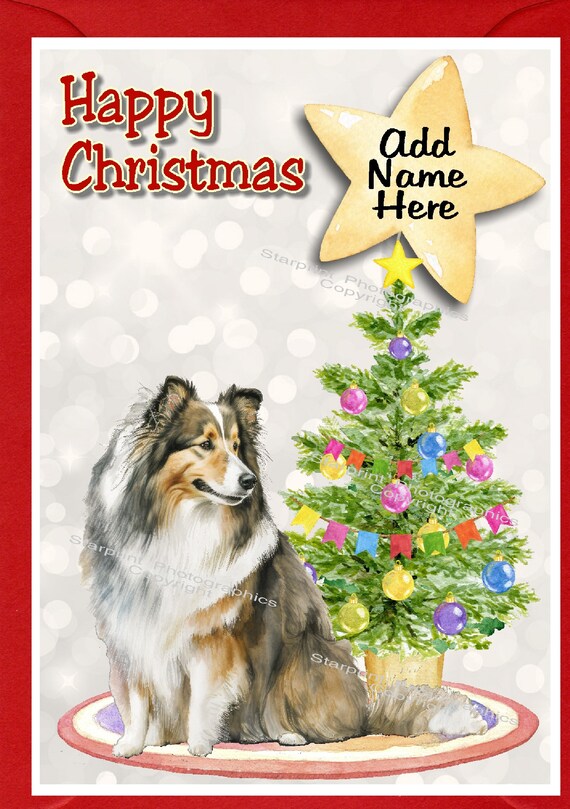 Christmas sheltie 2025