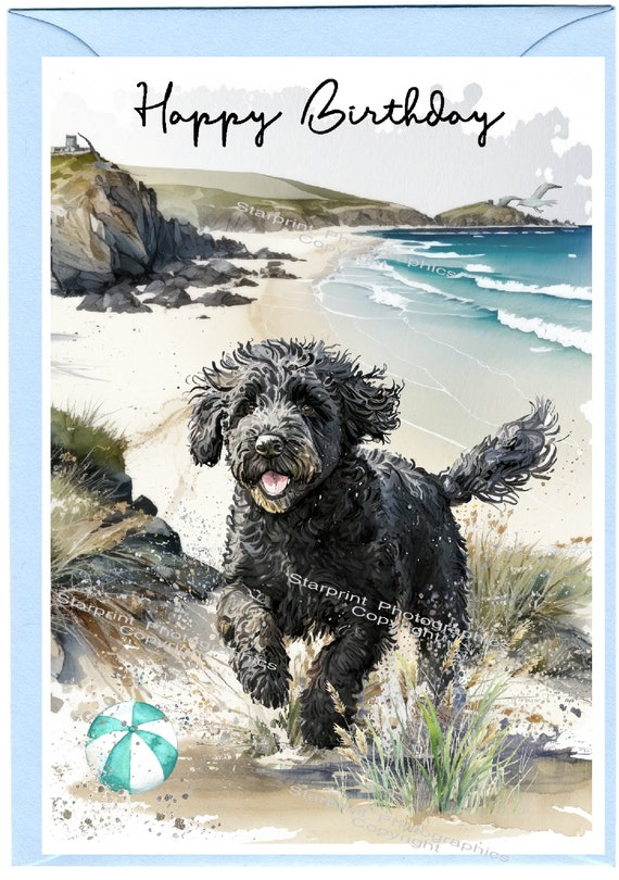 Portuguese Water Dog - Irene Portuguese Water Dog - Irene