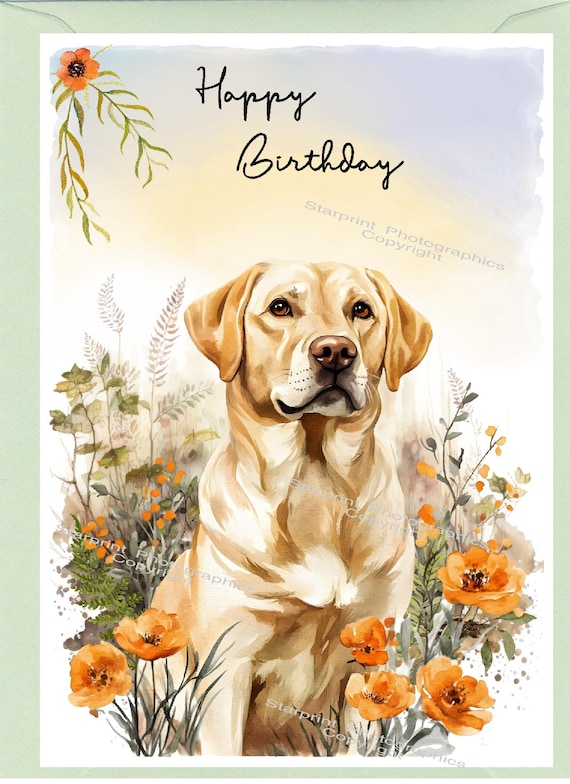 Labrador Retriever (yellow/golden) Dog 