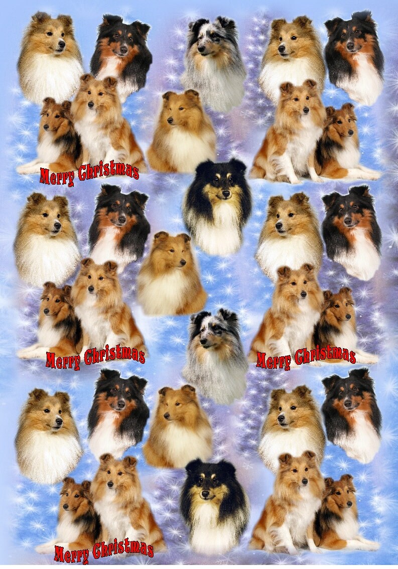 Shetland Sheepdog/Sheltie Dog Fridge Magnet "Silence is Golden .." by Starprint Shetland Sheepdog/Sheltie Dog Fridge Magnet "Silence is Golden .." by Starprint
