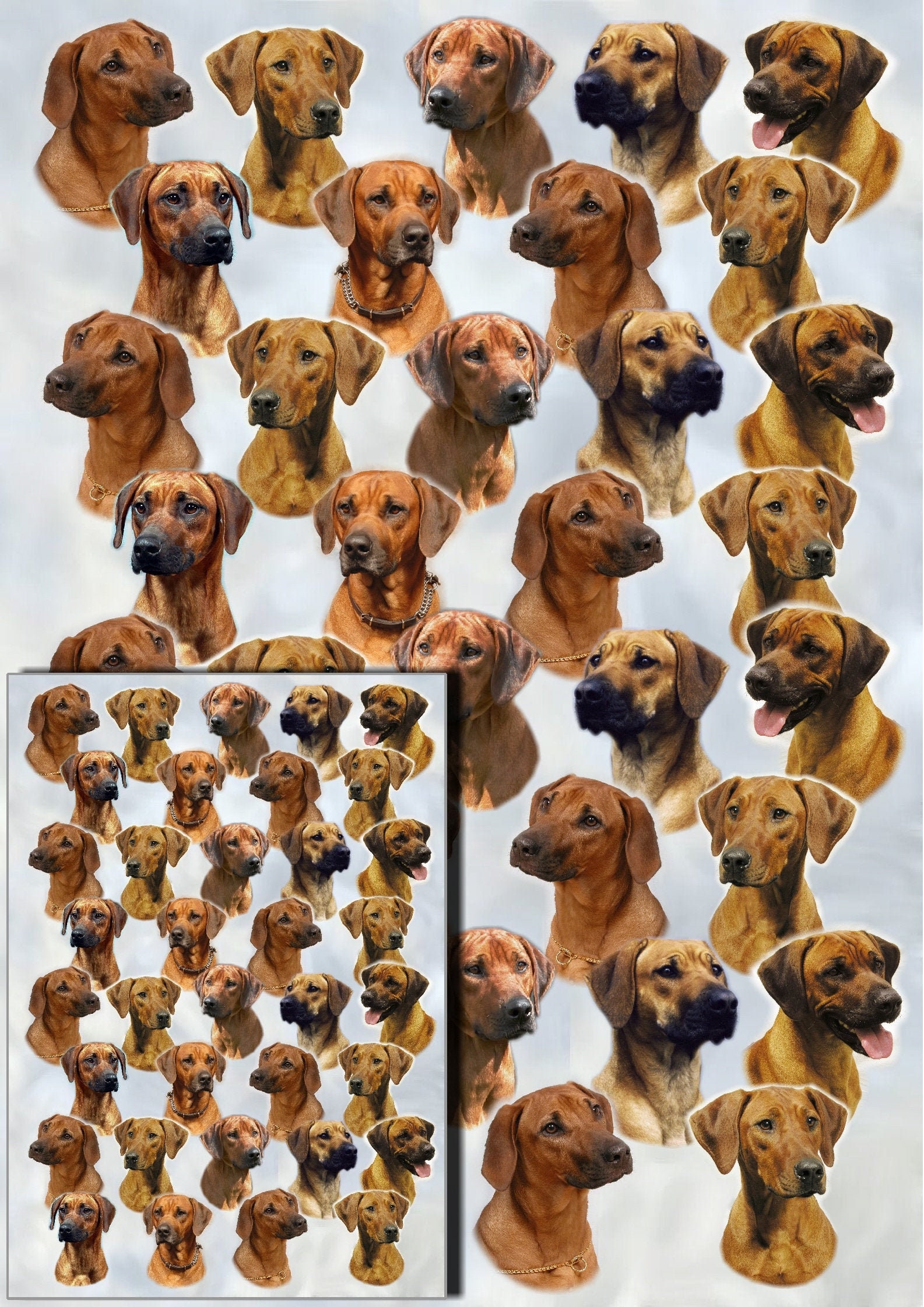 Rhodesian Ridgeback Dog Gift Wrapping Paper With Matching Gift - Etsy Sweden