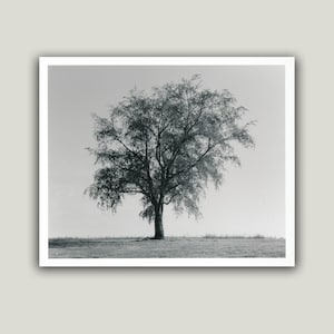 Black and White Infrared Darkroom Print of Tree in Field - 8x10 Minimalist Handmade Unframed Photo