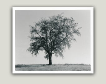 Black and White Tree Print - Infrared Handmade Darkroom Photo (8x10)