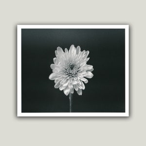 Black and White Darkroom Print of Flower - 8x10 Minimalist Handmade Unframed Photo