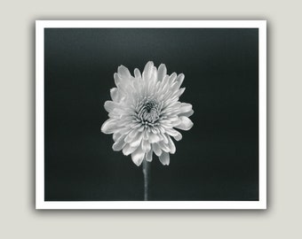 Black and White Darkroom Print of Flower - 8x10 Minimalist Handmade Unframed Photo