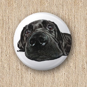 May include: Close-up of a black Labrador Retriever dog's face. The dog is looking directly at the camera with its mouth closed. The dog's fur is black and glossy. The dog's eyes are brown and alert.