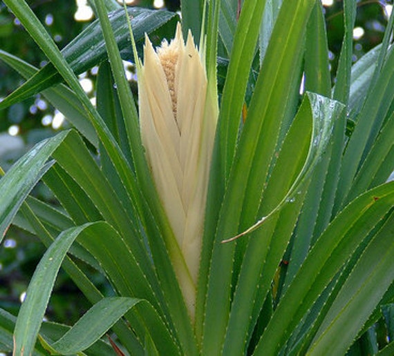 Kewra Water Panadanas Flower Facial Toner Self Care Spray | Etsy