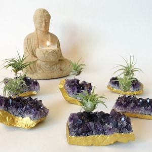 Amethyst Geode Air Plant Holder / Decor for Home, Office, Cubicle or Desk / 1 Gold Dipped Amethyst Crystal Air Plant Holder & Live Plant
