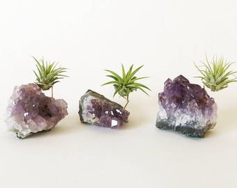 Minimalist Crystal and Plant Gifts for Her/Women, Best Girl Friend / Amethyst Cluster Air Plant Holder - Comes with Live Plants