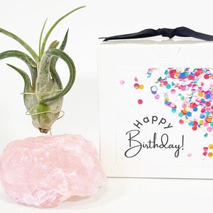 May include: A white gift box with a black ribbon and a clear window showing colorful confetti. The text "Happy Birthday!" is printed on the box. A pink rose quartz crystal with a green air plant on top is in the foreground.