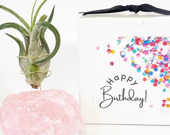 Exhibición de plantas de aire de cristal de cuarzo rosa - Incluye una Tillandsia saludable y una caja de regalo de cumpleaños