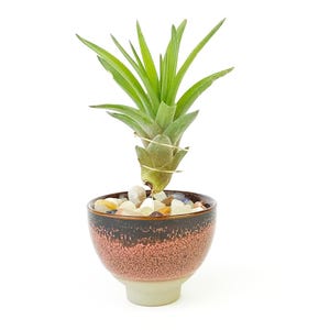Japanese Inspired Pink Minimalist Ceramic Air Plant Holder: Tillandsia Stand Gift