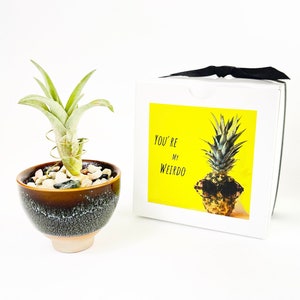 Mini Keramik Luftpflanzenhalter: Sake Cup Zen Schreibtischdekor mit Geschenkbox