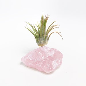 Puede incluir: Una peque&ntilde;a planta de aire verde se sienta sobre un gran cristal de cuarzo rosa.