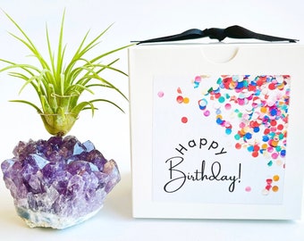 Amethyst Crystal Air Plant Holder Gift Ideas, Includes Plant and Gift Box, Unique Birthday Gift for Your Person, Gifts for Her Under 30