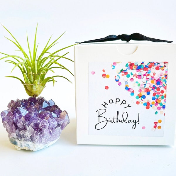Amethyst Crystal Air Plant Holder Gift Ideas, Includes Plant and Gift Box, Unique Birthday Gift for Your Person, Gifts for Her Under 30