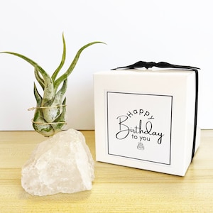 Unique Birthday Gift for Plant and Crystal Lovers - Clear Quartz Crystal Air Plant Holder, Includes Healthy Plant and Gift Box