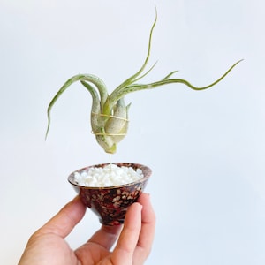 Zen Inspired Red Black Speckled Ceramic Air Plant Holder - Unique Birthday Gift for Plant Lovers - Comes with Healthy Plant and Gift Box