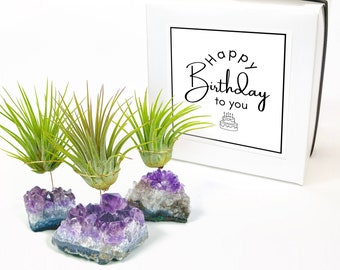 Meaningful May Birthday Gift for Plant and Crystal Lovers, Amethyst Geode Air Plant Holder, Includes Plant, Unique Gifts for Women