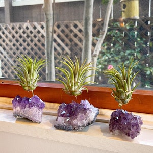 Puede incluir: Tres plantas aéreas se muestran en soportes de cristal de amatista. Las plantas son verdes y los cristales son morados.