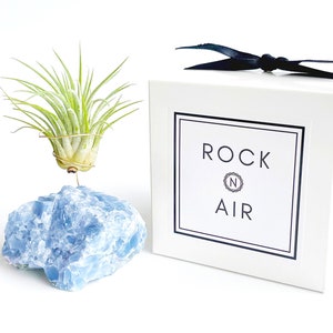 Crystal Lover Gift for friends or co worker - Blue Calcite Crystal Air Plant Holder/Includes Plant and Gift Box - Unique & Meaningful Gift