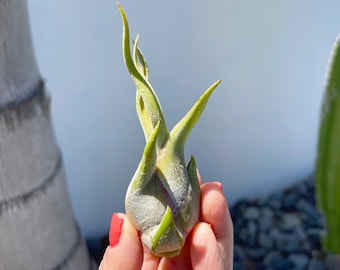 May include: A close-up of a green air plant with fuzzy leaves, held in a hand with red nail polish.