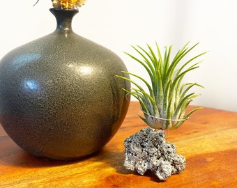 Small Pyrite Crystal Air Plant Holder - Includes Healthy Plant and Gift Box - Unique Home Decor Accessory for Office or Desk