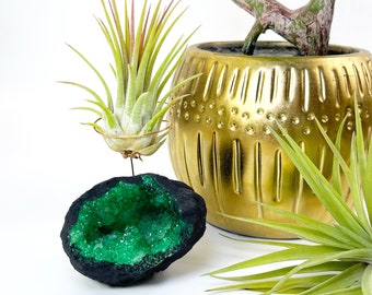 Small Green Geode Air Plant Holder - Includes Healthy Plant and customized Gift Box