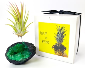 Small Green Geode Air Plant Holder - Includes Healthy Plant and Gift Box - Gift for Crystal and Plant Lovers