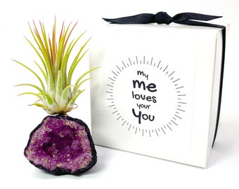 Small Pink Geode Air Plant Holder - Includes Healthy Plant and Gift Box - Beautiful Plant Gift for Someone who has Everything