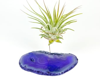 Large Purple Agate Crystal Air Plant Holder - Includes Healthy Plant and Rock n Air Gift Box - Unique Plant and Crystal Gift