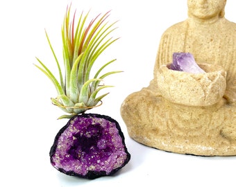 Small Pink Geode Air Plant Holder - Includes Healthy Plant and Gift Box - Beautiful Zen Decor For Home or Office