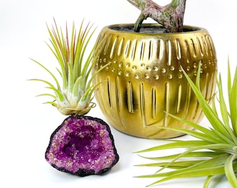 Small Pink Geode Air Plant Holder - Includes Healthy Plant and Gift Box - Beautiful Plant and Crystal Decor For Home or Office