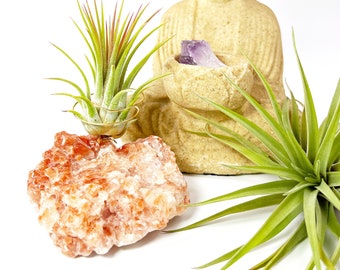 Perfect Gift for Someone who has Everything - Red Calcite Crystal Air Plant Holder Gift - Comes with Healthy Plant and Gift Box