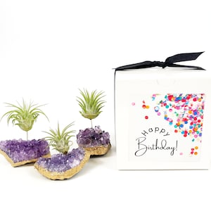 Purple Amethyst Live Air Plant Holder Set - Plant and Crystal Lover Birthday Gift