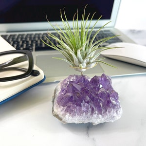 May include: A small air plant sits on top of a large amethyst crystal cluster. The plant is green and the crystal is purple.