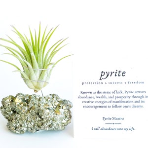 Small Pyrite Crystal Air Plant Holder/Stand Gift - Crystal for Luck, Abundance, Wealth and Prosperity - Includes Live Plant and Gift Box