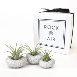 May include: Three air plants in white, textured, sea urchin shell planters. A white gift box with a black ribbon and the text "ROCK N AIR" is in the background. The air plants have green leaves.