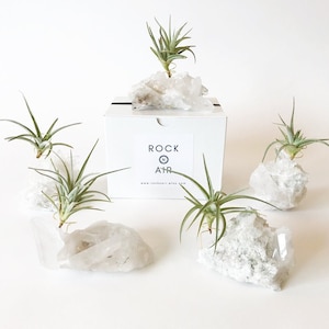 Large Clear Quartz Crystal with Air Plant, Unique Mini Planter for Desk Office, Meaningful Gift Ideas, Minimalist Home Decor